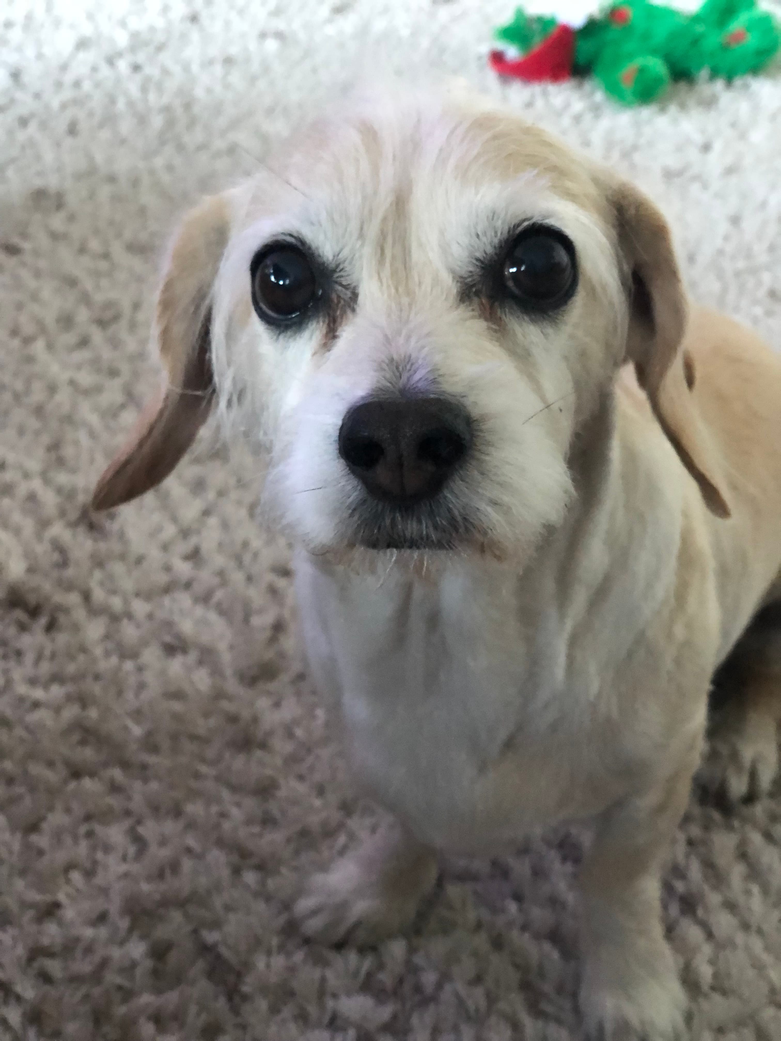 Small white dog with droopy ears and large dark eyes looking directly at camera. Christmas decorations visible in background.